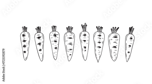 Hand drawn sketch of seven carrots arranged in a row rustic farm fresh produce silhouette