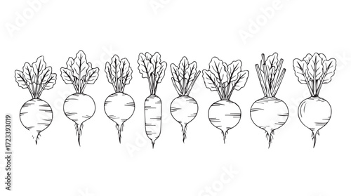 Hand drawn beets and root vegetables collection fresh harvest garden organic food ingredients line art silhouette