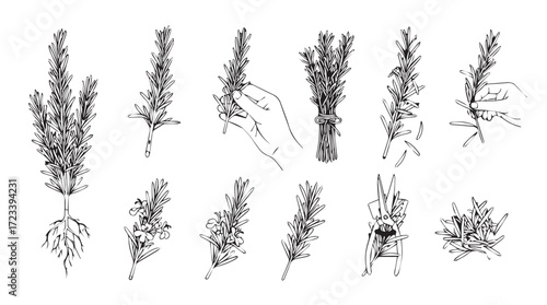 Collection of delicate hand drawn botanical elements isolated on white for organic design silhouette