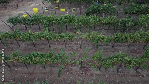 Lush Vineyard Rows Bathed in Warm Light, Ready for Harvest, with Workers Tending Grapes in the Distance