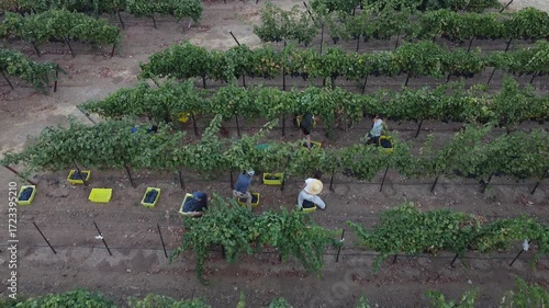 Lush Vineyard Rows Bathed in Warm Light, Ready for Harvest, with Workers Tending Grapes in the Distance