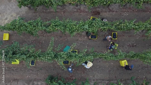 Lush Vineyard Rows Bathed in Warm Light, Ready for Harvest, with Workers Tending Grapes in the Distance