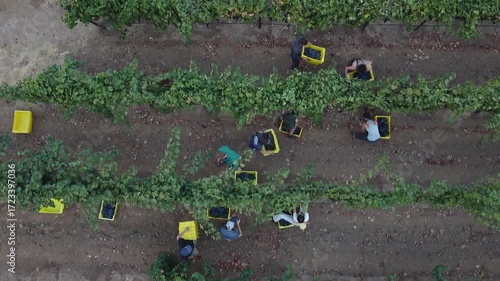 Lush Vineyard Rows Bathed in Warm Light, Ready for Harvest, with Workers Tending Grapes in the Distance