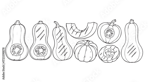 Hand-drawn sketch of various pumpkins and gourds representing autumn harvest and seasonal bounty silhouette