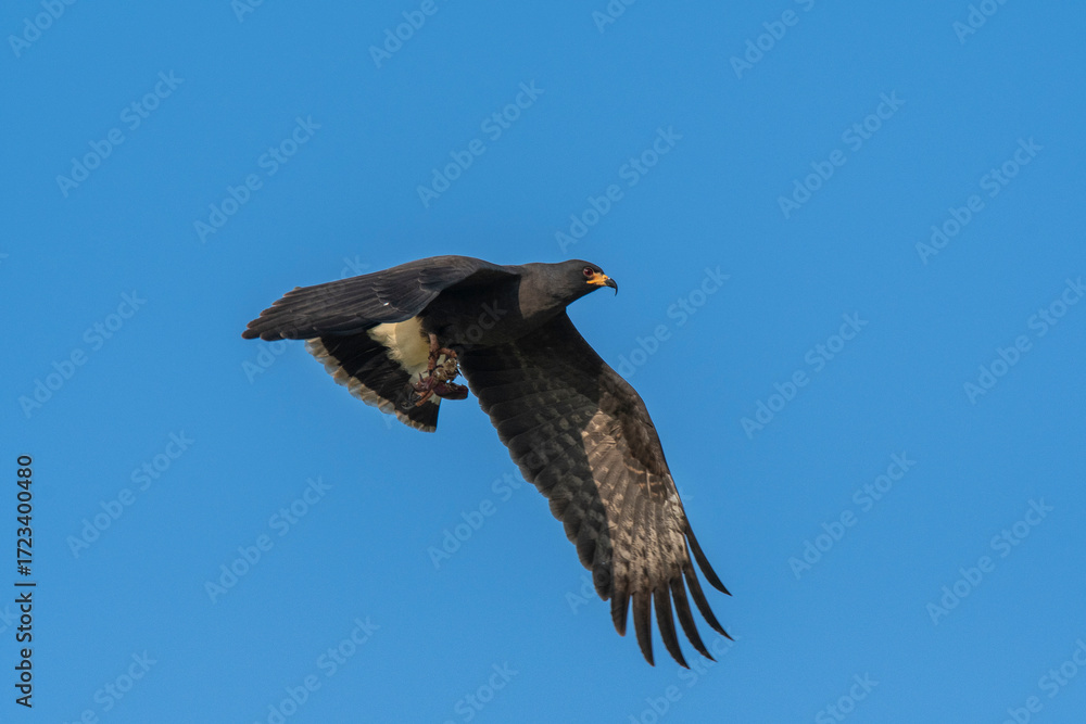 Fototapeta premium Snail Kite , Ibera Marsh National Park , Corrientes province, Patagonia , Argentina.