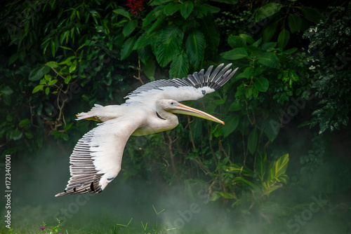 a flying Great white pelican (Pelecanus onocrotalus), which is a bird in the pelican family. It breeds from southeastern Europe through Asia and Africa, in swamps and shallow lakes.