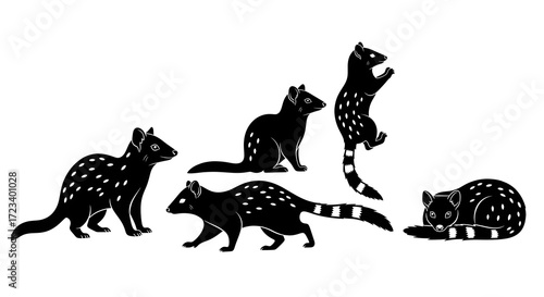 A group of quolls isolated on white background in various stances