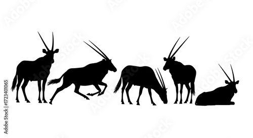 A group of oryxes isolated on white background in various stances