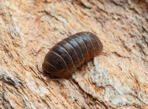 Dark grey garden isopod over a rock