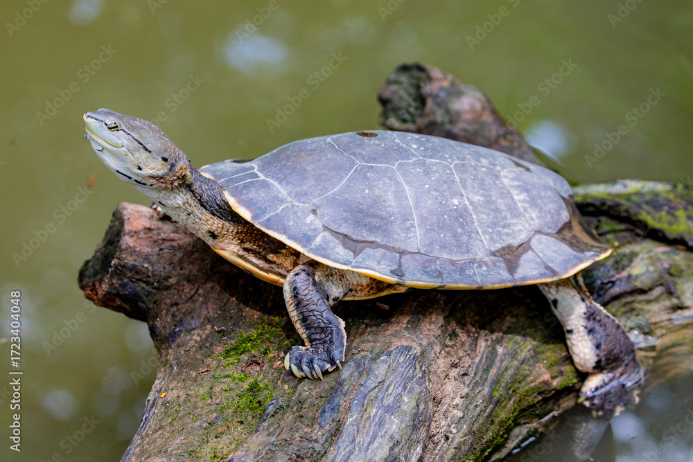Obraz premium Hilaire’s side-necked turtle (Phrynops hilarii) is a species of freshwater turtle in the family Chelidae. The species is endemic to South America.