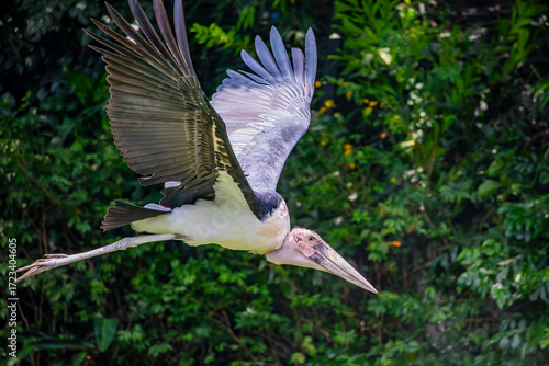 The marabou stork (Leptoptilos crumenifer) flies in the sky. 
A large wading bird in the stork family Ciconiidae. It breeds in Africa south of the Sahara, in both wet and arid habitats.