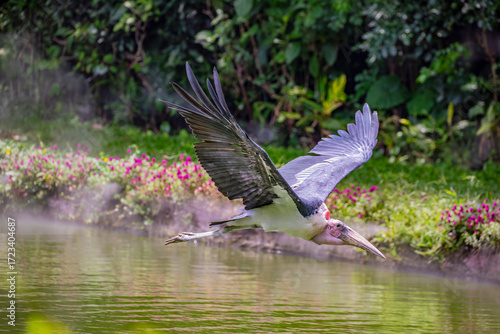 The marabou stork (Leptoptilos crumenifer) flies in the sky. 
A large wading bird in the stork family Ciconiidae. It breeds in Africa south of the Sahara, in both wet and arid habitats.