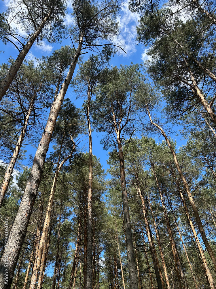 Fototapeta premium Forest green tree