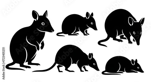 Silhouette of bandicoots isolated on white background in various positions