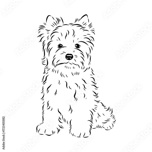 Beaver Yorkshire terrier, vector sketch