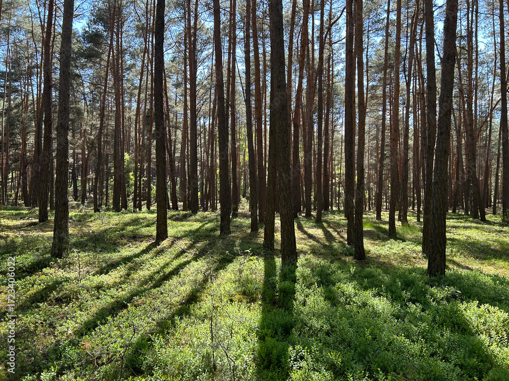 Obraz premium Forest green tree