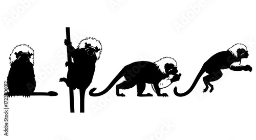 Silhouette of four cottontop tamarins isolated on white background
