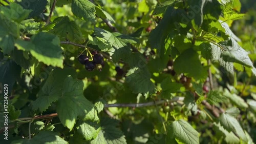 Black currant on a bush branch. Harvesting black currants.
