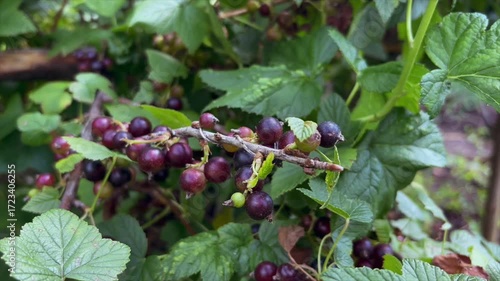 Harvesting black currants. Black currant on a bush branch.