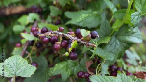 Blackcurrant berries on a branch. Motion Camera.
