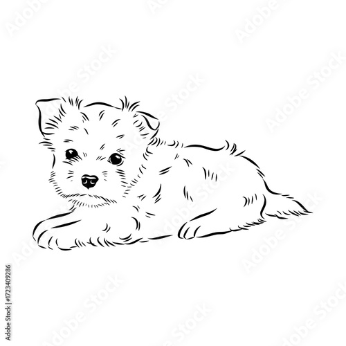 Beaver Yorkshire terrier, vector sketch