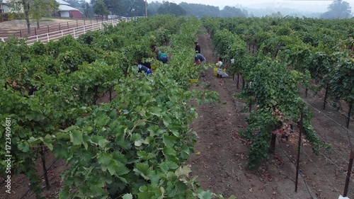 Lush Vineyard Rows Bathed in Warm Light, Ready for Harvest, with Workers Tending Grapes in the Distance