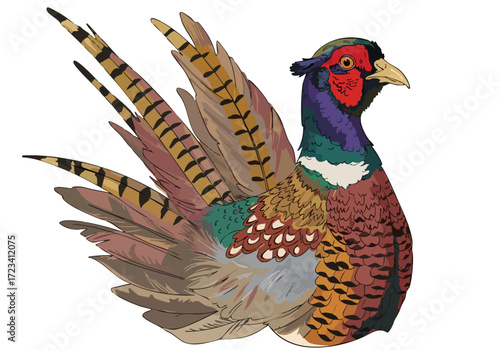 A vibrant illustration of a colorful pheasant, showcasing its intricate plumage. Bold colors and detailed lines create a striking, commercial-ready image.