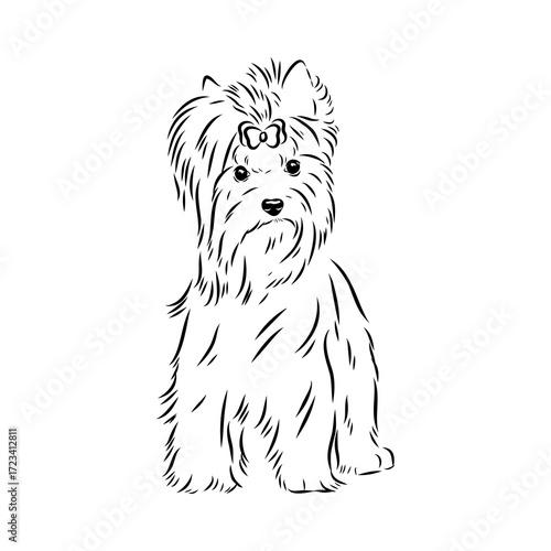 Beaver Yorkshire terrier, vector sketch