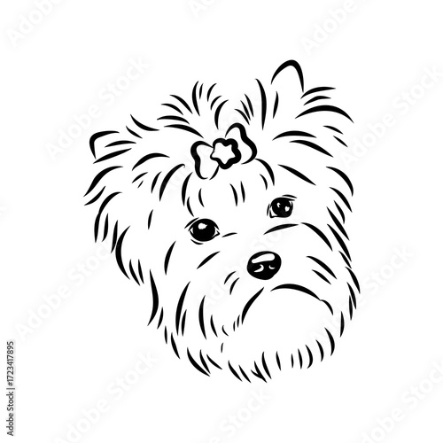 Beaver Yorkshire terrier, vector sketch