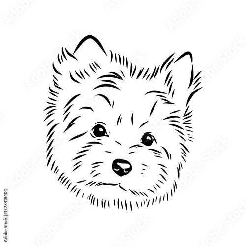 Beaver Yorkshire terrier, vector sketch