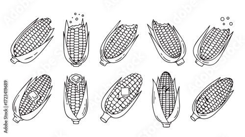 Hand drawn sketch of multiple corn cobs in various angles and arrangements for fresh food design silhouette