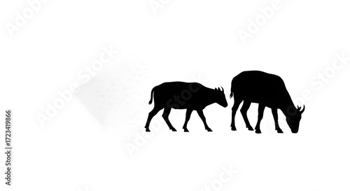Silhouette of two goats isolated on white background grazing in a field