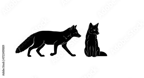 Two black foxes isolated on white background, one walking and one sitting