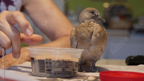 Feeding a Young Bird Streptopelia decaocto from the Pigeon Family on the Table at Home. Training a young bird Streptopelia decaocto from the pigeon family to feed itself at home. A woman in the backgr
