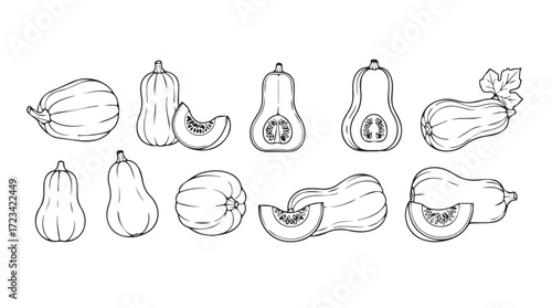 Collection of hand drawn butternut squash varieties and slices isolated for design silhouette