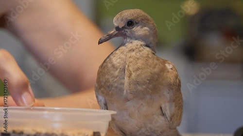 Training a young bird Streptopelia decaocto from the pigeon family to feed itself at home. A woman in the background points her finger at the bowl of food for the young chick. Feeding a Young Bird St
