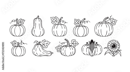 Hand drawn autumn pumpkins and gourds with leaves and flowers a decorative set silhouette