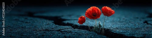 Three vibrant red poppy flowers dramatically emerge through a stark, desolate crack in the harsh, blue paved ground with tenacious beauty and resilience.