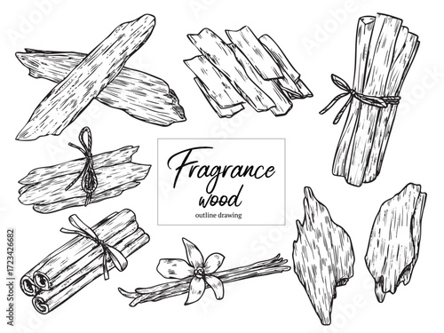 collection of hand drawn aromatic fragrance wood outline drawing illustration