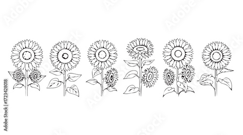 Detailed line art drawing of sunflowers in various stages of bloom and seed head formation silhouette