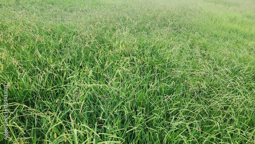 Obraz na plátně Panicum coloratum, or Klein grass, is a warm-season perennial grass