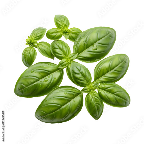Fresh Green Basil Leaves with Water Droplets on a Black Background fresh basil green leaves