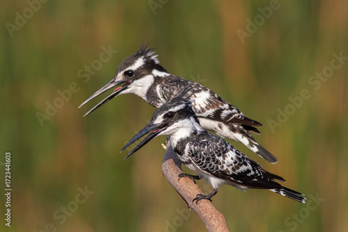 two standing on a branch Pied Kingfisher