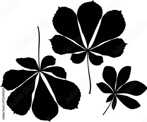 Black silhouette of leaves of horse chestnut (Aesculus hippocastanum) isolated on white background	
