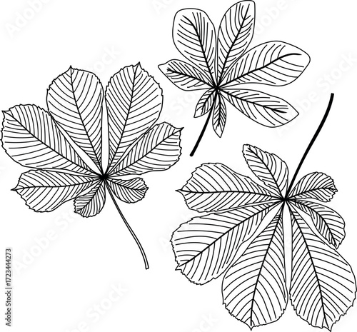 Coloring page with leaves of horse chestnut (Aesculus hippocastanum) isolated on white background	