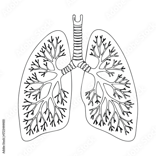 Detailed black and white illustration of human lungs and trachea