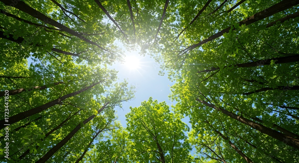 Fototapeta premium sun shining through branches