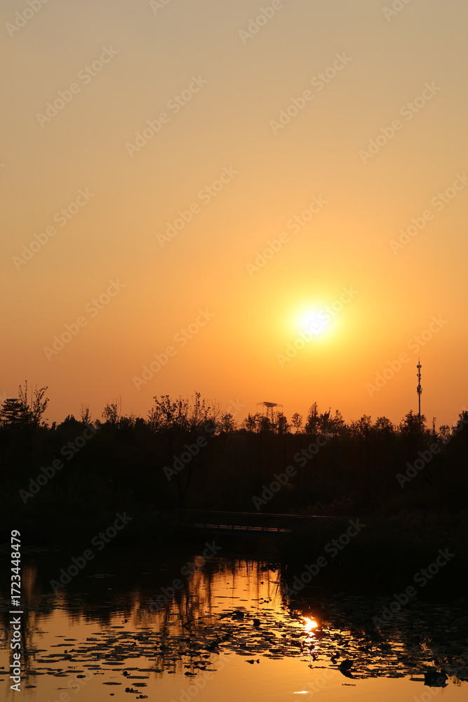 Naklejka premium Golden Sunset over Tree Line