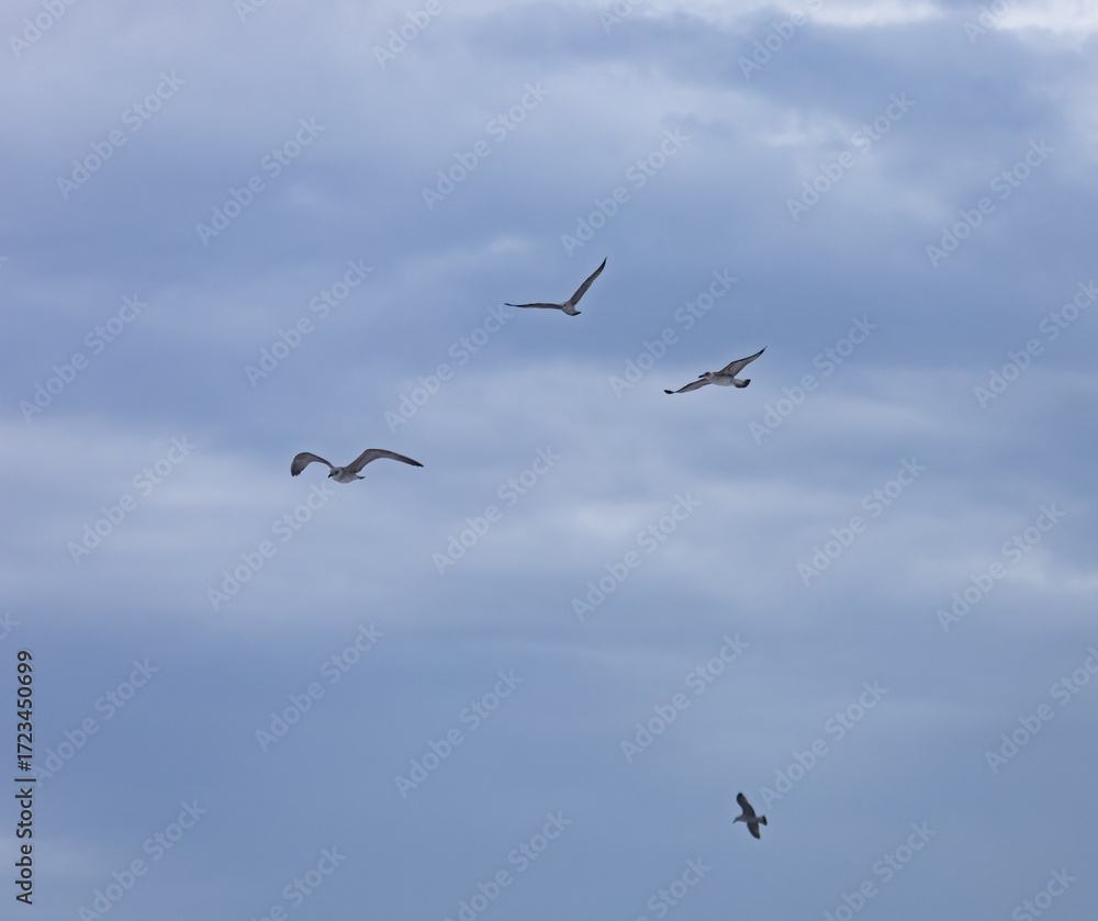 Obraz premium Three birds flying in the sky