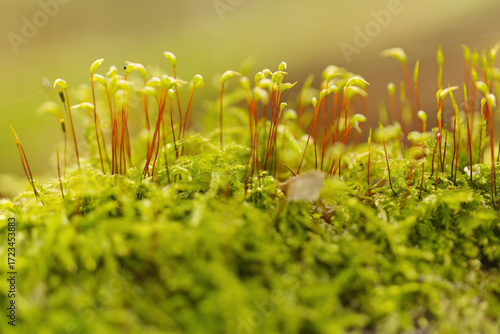 Close-up of nodding moss surrounded by tall moss and bright sunlight, long purple stems of nodding moss and green capsules, Pohlia nutans